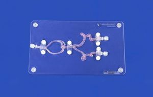 modelo vascular cerebral