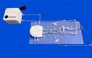 modelo vascular intracraneal 1