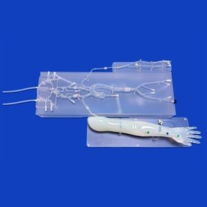 modelo vascular de la arteria cerebral anterior 1
