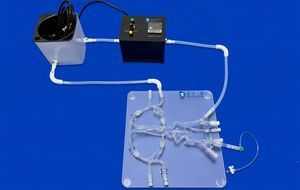modelo vascular de la arteria cerebral anterior 1
