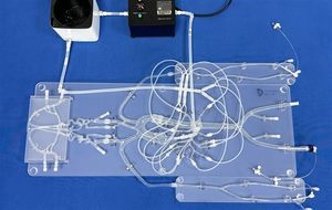 modelo vascular de sistema nervioso 1