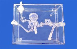 modelo vascular de cerebro 1