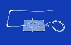 modelo vascular de sistema nervioso 1