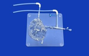 modelo vascular de cerebro 1