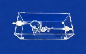 modelo vascular de la arteria carótida interna 1