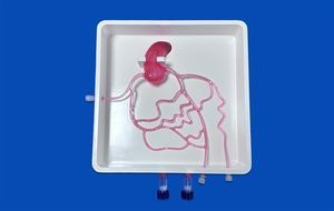 modelo vascular de arterias coronarias 1