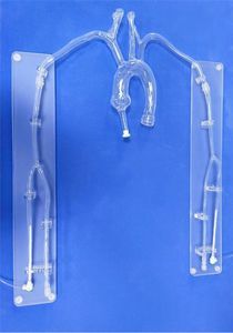 modelo vascular de arteria carótida 1