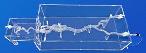 modelo vascular de arteria femoral 1