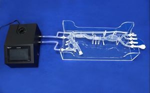 modelo vascular de arteria femoral 1