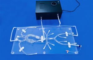 modelo vascular de la arteria subclavia 1