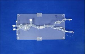 modelo vascular de arteria femoral 1