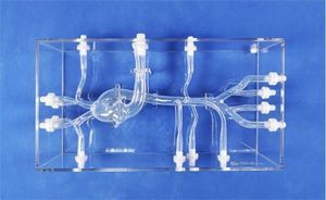 modelo vascular de tronco celíaco 1