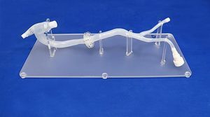 modelo vascular de aorta torácica 1