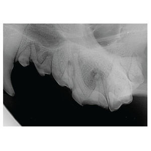 sistema de radiografía veterinaria digital 1