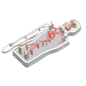 modelo vascular de la arteria cerebral media