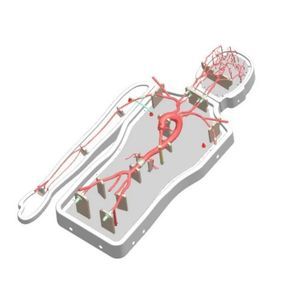 modelo vascular de cerebro