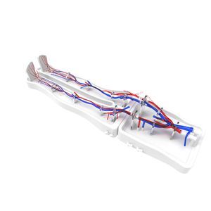 modelo vascular miembros inferiores