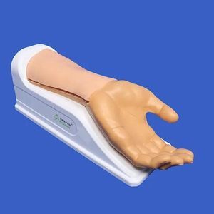 modelo vascular de arteria radial 1