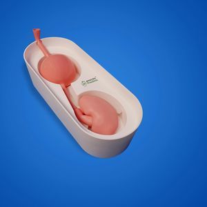 modelo anatómico de uréter 1