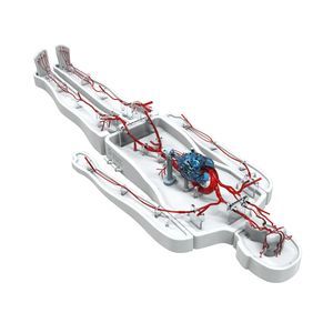 modelo vascular de cuerpo entero