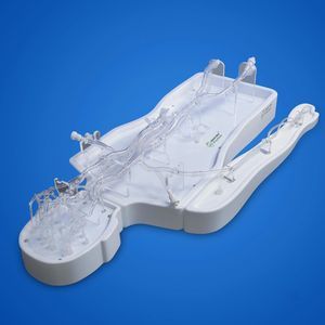 modelo vascular de arteria femoral