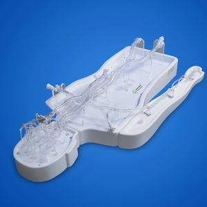 modelo vascular de la arteria carótida interna