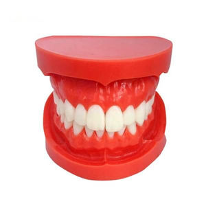 modelo anatómico de mandíbula 1