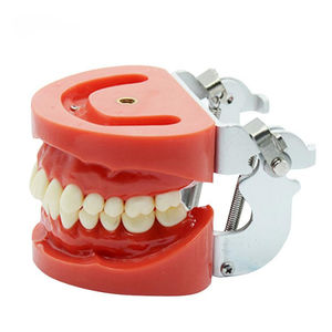 modelo anatómico de dentadura