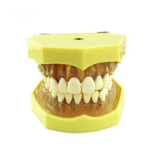 modelo anatómico de dentadura 1