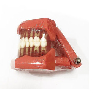modelo anatómico de dentadura 1