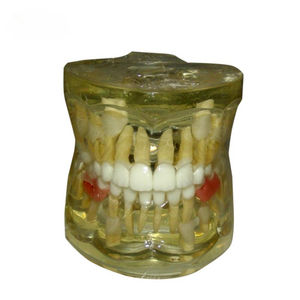 modelo anatómico de dentadura 1