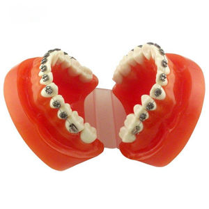 modelo anatómico de dentadura 1