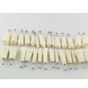 modelo anatómico de dientes 1