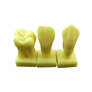 modelo anatómico de dientes
