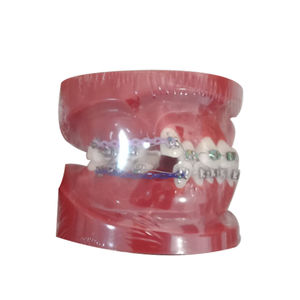 modelo anatómico de dentadura 1
