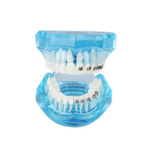 modelo anatómico de dentadura 1