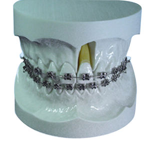 modelo anatómico de dentadura 1