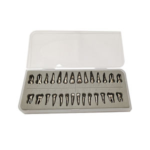 modelo anatómico de dientes 1