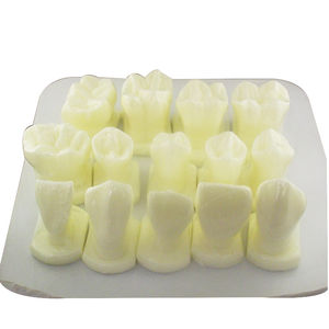 modelo anatómico de dientes 1