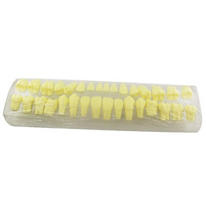 modelo anatómico de dientes 1
