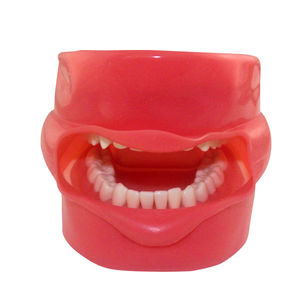 modelo anatómico dental