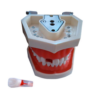 modelo anatómico de dentadura