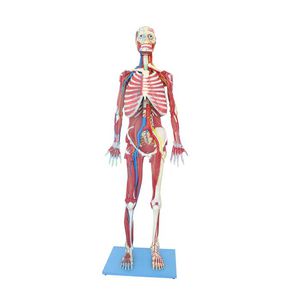 modelo anatómico de cuerpo entero