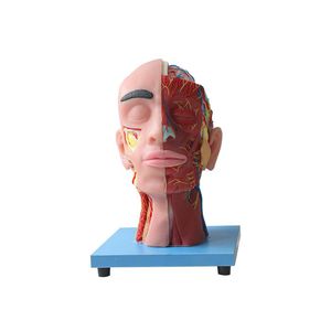 modelo anatómico de cara