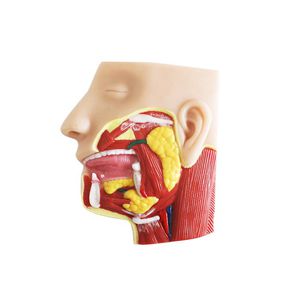 modelo anatómico facial 1