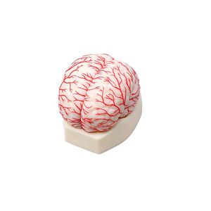modelo anatómico de cerebro