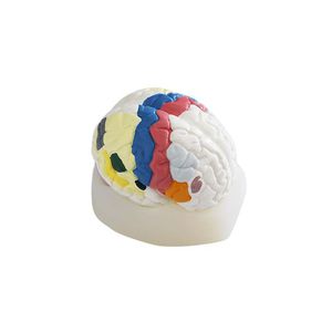 modelo anatómico de cerebro 1