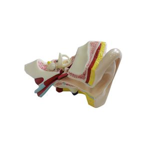 modelo anatómico de oreja