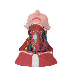 modelo anatómico de cuello 1