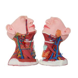 modelo anatómico de cuello 1